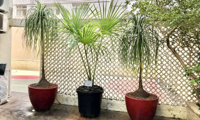 plantas-atraem-energia-positiva-blog-katflores